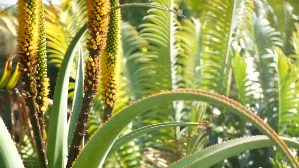 Aloe plante succulente fleur jaune, Californie USA. Flore du désert climat aride botanique naturelle fond rapproché. Floraison vive d'Aloe Vera. Jardinage en Amérique, pousse avec le cactus et l'agave — Video