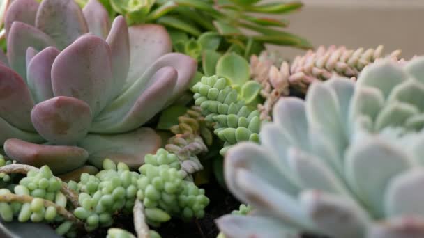 Sappige planten collectie, tuinieren in Californië, Verenigde Staten. Home garden design, diversiteit van verschillende botanische kippen en kuikens. Gesorteerde mix van decoratieve decoratieve echeveria kamerplanten, sierteelt — Stockvideo