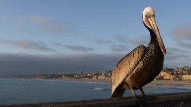 Kaliforniya okyanus plajı, rıhtımdaki vahşi kahverengi pelikan. Kıyıdaki pelecanus, büyük kuş. Büyük gagalı.