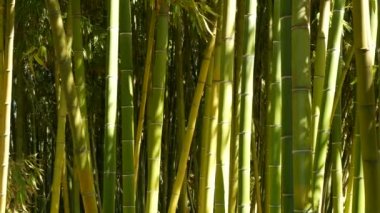 Bambu ormanı, egzotik Asya tropikal atmosferi. Meditasyon yapan feng shui zen bahçesinde yeşil ağaçlar. Sessiz sakin koruluk, çalılıklarda sabah uyumu tazeliği. Japonca ya da Çince doğal doğu estetiği