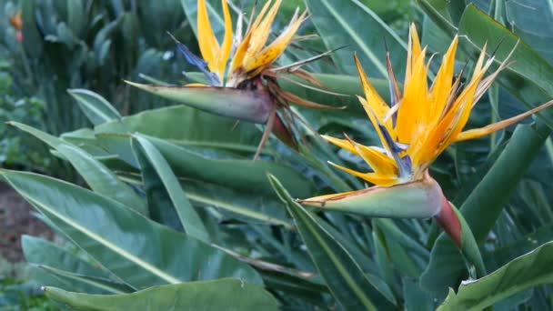 Strelitzia bird of paradise tropical crane flower, California USA. Flor floral vívida exótica naranja, atmósfera de selva amazónica, follaje exuberante natural, planta de interior de moda para la jardinería en el hogar — Vídeo de stock