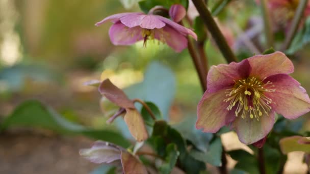 Helleborus冬はカリフォルニア州の森でピンクの花を咲かせました。蓮の花は春、朝の雰囲気、繊細な植物の花を咲かせます。春の妖精の新鮮さ、木の野花 — ストック動画