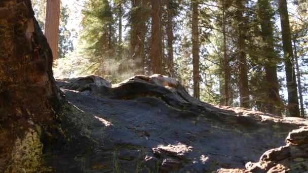 V sekvojovém lese se zvedala mlha, padaly kmeny sekvoje ve starém dřevě. Mlhavé ráno v jehličnatém lese, Národní park Severní Kalifornie, USA. Velké vykořeněné borovice, opar na slunci — Stock video