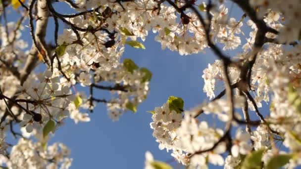 미국 캘리포니아주 체리 나무의 봄 흰색 꽃. 부드럽고 연한 사쿠라 꽃은 배, 사과 혹은 살구 의 꽃이다. 봄철의 신선 한 낭만적 인 분위기, 순수 한 식물상의 꽃, 부드러운 포커스보케. — 비디오