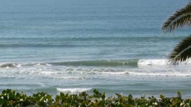 Csendes-óceáni dagály, California Beach USA. Tengeri hullámok és pálmafa a napsütéses napon. Nyári vakáció. — Stock videók