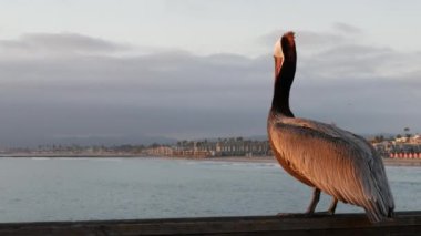 Kaliforniya okyanus plajı, rıhtımdaki vahşi kahverengi pelikan. Kıyıdaki pelecanus, büyük kuş. Büyük gagalı.