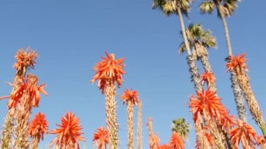 Aloe sulu kırmızı çiçek, California USA. Çöl bitkisi, kurak iklim doğal botanik yakın plan. Aloe Vera 'nın canlı sulu çiçekleri. Amerika 'da bahçıvanlık, kaktüs ve agave ile yetişir.