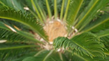 Cycad eğreltiotu yaprakları California, ABD 'de. Yeşil, sulu, doğal botanik yaprakları. Ensefalartos ya da zamiaceae dioon palmiye yeşilliği. Tropik yağmur ormanları orman atmosfer bahçesi tasarımı