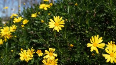 Sarı papatya çiçeği, California, ABD 'de bahçe işleri. Doğuştan botanik geçmişi var. Euryops Pectinatus bahar taze bahçesinde çiçek açar. İlkbahar bitkisi, Asteraceae çalısı yumuşak odak.