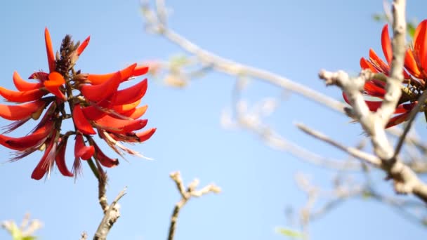 Coral tree red flower in garden, California USA. Erythrina flame tree springtime bloom, romántico ambiente botánico, delicada flor tropical exótica. Colores extravagantes de primavera. Frescura suave borrosa — Vídeos de Stock