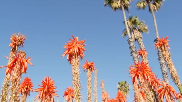アロエ多肉植物赤花、カリフォルニア州米国。砂漠の植物、乾燥した気候の自然植物の背景を閉じる。アロエベラの鮮やかなジューシーな花。アメリカでの園芸、サボテンで成長し、アガベ — ストック動画