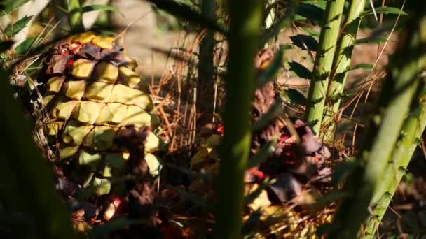 Cycad páfránylevelek az erdőben, Kalifornia USA. Zöld friss lédús természetes botanikai levelezés. Encephalartos vagy zamiaceae dioon tenyér buja lombozat. Trópusi dzsungel esőerdő hangulat kert tervezés — Stock videók