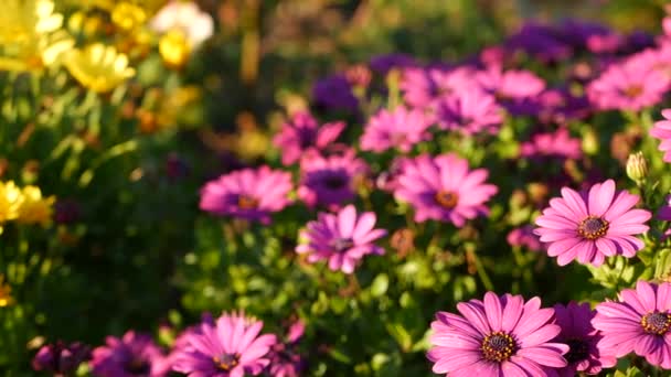 Daisy lub marguerite kolorowe kwiaty, Kalifornia USA. Aster lub peleryna marigold wielobarwny fioletowy kwiat. Home ogrodnictwo, amerykański dekoracyjne rośliny ozdobne, naturalna atmosfera botaniczna — Wideo stockowe