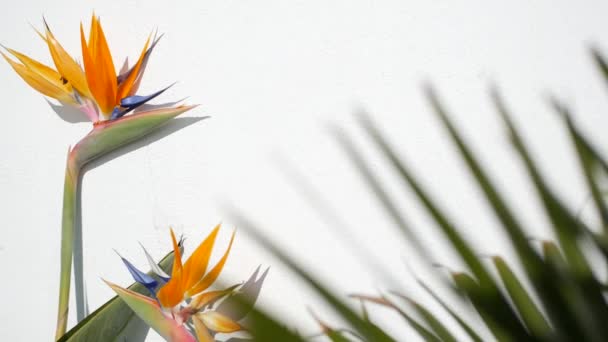 Strelitzia fågel av paradiset tropisk trana blomma, Kalifornien USA. Orange exotiska blommor, skugga på vit vägg, naturlig trendig krukväxt för hemträdgårdsskötsel. Los Angeles sommartid atmosfär — Stockvideo