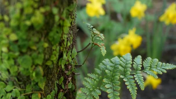 Fern Leaf, mech a kůra stromů v lese, Kalifornie USA. Jarní ranní atmosféra, jemná zelená rostlina na kmeni. Jarní vílí botanická svěžest ve dřevě. Žluté narcisy narcisy — Stock video