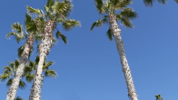 Παλάμες στο Λος Άντζελες, Καλιφόρνια, ΗΠΑ. Καλοκαίρι αισθητική της Σάντα Μόνικα και Venice Beach στον Ειρηνικό Ωκεανό. Καθαρός γαλάζιος ουρανός και εικονικοί φοίνικες. Ατμόσφαιρα του Μπέβερλι Χιλς στο Χόλιγουντ. Δονήσεις LA — Αρχείο Βίντεο