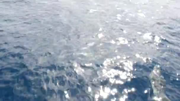 Delfinek a szabadságban, Csendes-óceáni kék víz. Vadállatok iskolája a tengeren. California Egyesült Államok. — Stock videók