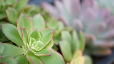 Sulu bitki koleksiyonu, Kaliforniya, ABD 'de bahçıvanlık. Ev bahçesi tasarımı, çeşitli botanik tavuk çeşitliliği ve yavrular. Dekoratif dekoratif ekvator çiçekleri, çiçekçilik karışımı.