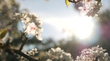Kaliforniya, ABD 'de kiraz ağacının bahar beyaz çiçeği. Narin sakura çiçekleri armut, elma ya da kayısı. Bahar zamanı taze romantik atmosfer, saf botanik çiçeği, yumuşak odaklı bokeh.