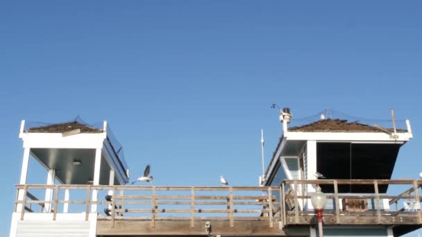 Pájaro gaviota por torre salvavidas en muelle, California EE.UU. Guarda de la vida atalaya cabaña y cielo azul. — Vídeos de Stock