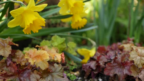 Gele narcis bloem, Californië USA. Daffodil bloem lente bloei, ochtend bos sfeer, delicate botanische bloesem. Lente frisheid wilde bloem in hout. Naadloze lus cinemagraph — Stockvideo