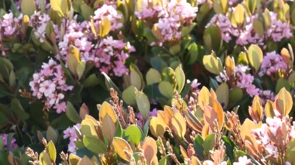 Indian hawthorn pink flower, California USA. Rhaphiolepis springtime fresh bloom, romantic botanical atmosphere, delicate natural blossom. Spring soft color, garden design and decorative floriculture — Stock Video