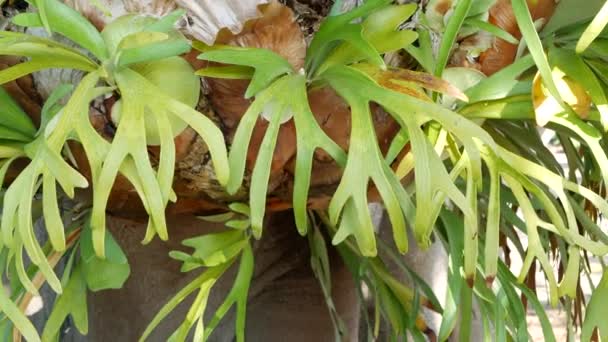 Elkhorn staghorn páfrányzöld levelek. Egzotikus trópusi amazon dzsungel esőerdő botanikai atmoszféra. Természetes buja lombozat élénk növényzet, paradicsom esztétika. Platycerium bifurcatum lédús friss növény — Stock videók