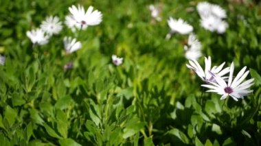 Daisy ya da Marguerite renkli çiçekler, California USA. Aster ya da Cape Marigold çok renkli mor menekşe çiçeği. Evde bahçe işleri, Amerikan dekoratif ev bitkisi, doğal botanik atmosfer.