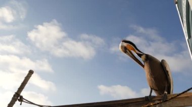 Kaliforniya okyanus plajı, rıhtımdaki vahşi kahverengi pelikan. Kıyıdaki pelecanus, büyük kuş. Büyük gagalı.