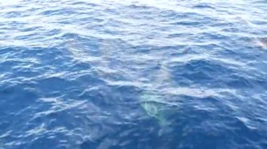 Özgürlük içinde yunuslar sürüsü, Pasifik Okyanusu mavi suyu. Denizdeki vahşi hayvanlar okulu. Kaliforniya ABD.