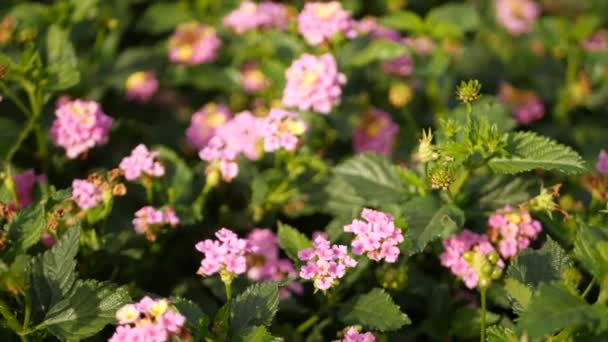 Lantara camara flor rosa amarilla en jardín California EE.UU. Umbelanterna primavera flor colorida pura, ambiente botánico romántico delicada flor tierna. Colores de luz primavera. Mañana fresca y tranquila — Vídeo de stock