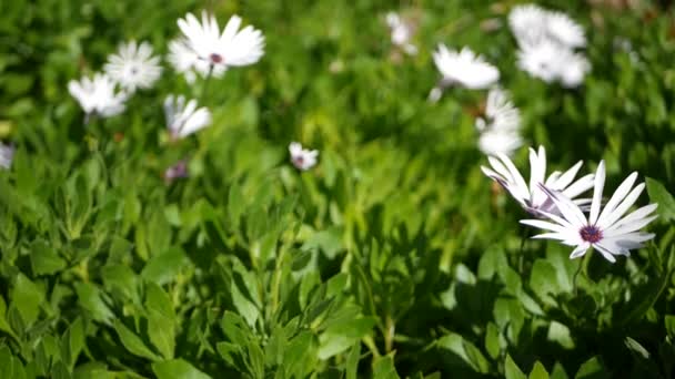 데이지 (Daisy) 는 미국 캘리포니아주에 있는 화려 한 꽃이다. 아스터 혹은 망토 는 자주색 꽃을 피우고 있다. 가정 원예, 미국의 장식용 실내 식물, 천연 식물학적 분위기 — 비디오