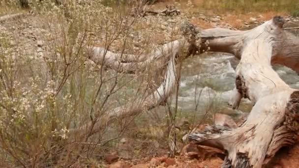 Rivière de montagne dans le parc national de Sion, automne dans l'Utah, États-Unis. Ruisseau dans le canyon rouge pluvieux, pierres de terre cuite et ruisseau. Météo brumeuse et atmosphère d'automne calme. Eco tourisme aux États-Unis d'Amérique — Video