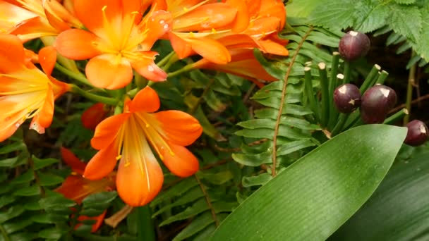 Natal bush kafir lily flower, California, USA. Clivia miniata orange flamboyant exotic fiery vibrant botanic bloom. Атмосфера тропических джунглей. Природный сад яркая свежая сочная зелень — стоковое видео