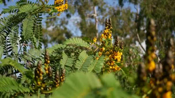 Afrika senna çiçeği, Kaliforniya, ABD 'de bahçıvanlık yapıyor. Doğuştan botanik geçmişi var. Bahar sabahı bahçesinde sarı çiçek, yumuşak odak noktasında taze bahar bitkisi. Şamdan sulu bitki. — Stok video