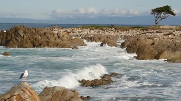 Ondas e rochas oceânicas, Monterey, norte da Califórnia, EUA. 17 milhas de carro perto de Big Sur, resort turístico de golfe à beira-mar na Pacific Coast Highway. Água salpicante, brisa do mar da praia Pebble. Cipreste — Vídeo de Stock