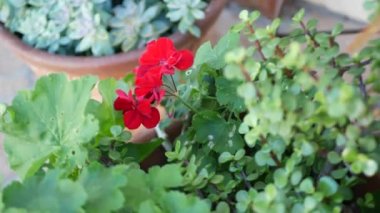 Kırmızı sardunya çiçekleri, doğal botanik yakın plan. Kırmızı pelargonyum, çiçek saksısında, Meksika bahçesinde, Kaliforniya, ABD 'de ev bahçesinde çiçek açıyor. Canlı bir bitki örtüsü. Canlı sulu bitki renkleri