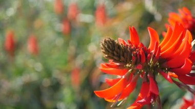 Kaliforniya 'nın bahçesinde kırmızı mercan ağacı çiçeği. Erythrina alev ağacı bahar çiçeği, romantik botanik atmosfer, narin tropikal çiçekler. Bahar ışıl ışıl renkler. Yumuşak bulanıklık tazeliği