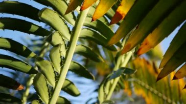 Cycad eğreltiotu yaprakları California, ABD 'de. Yeşil, sulu, doğal botanik yaprakları. Ensefalartos ya da zamiaceae dioon palmiye yeşilliği. Tropik yağmur ormanları orman atmosfer bahçesi tasarımı