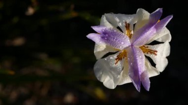 Kaliforniya, ABD 'de bahçıvanlık yapan beyaz iris çiçeği. Bahar sabahı bahçesinde narin bir çiçek, yaprakların üzerinde taze çiy damlaları. Yumuşak odak noktasında bahar çiçekleri. Doğal botanik yakın plan