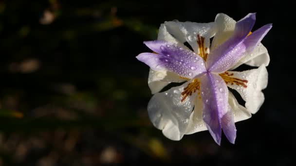 Fleur d'iris blanc, jardinage en Californie, États-Unis. Floraison délicate dans le jardin du printemps matin, gouttes de rosée fraîche sur les pétales. flore printanière en mise au point douce. Fond botanique naturel rapproché — Video