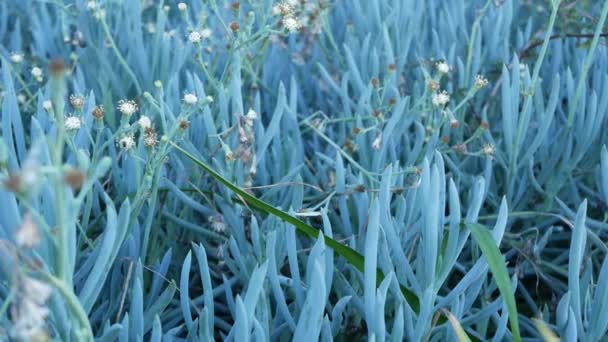 Φυτό πάγου χυμώδης κηπουρική στην Καλιφόρνια, ΗΠΑ. Σχεδιασμός κήπου. Φυσικό βοτανικό διακοσμητικά μεξικάνικα φυτά και λουλούδια, άνυδρη ανθοκομία της ερήμου. Ηρεμία ατμόσφαιρα. Ξινό ή καυτό σύκο — Αρχείο Βίντεο