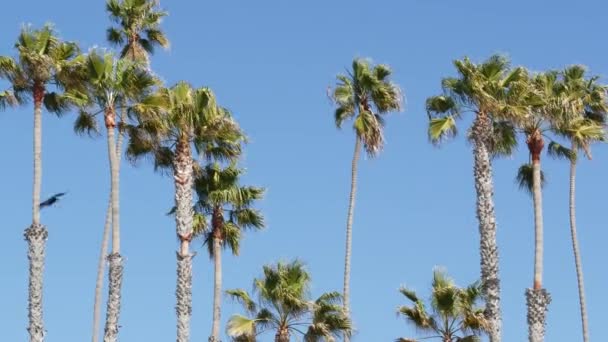 Palmer i Los Angeles, Californien, USA. Sommertid æstetisk af Santa Monica og Venice Beach på Stillehavet. Klar blå himmel og ikoniske palmer. Atmosfære af Beverly Hills i Hollywood. LA-vibrationer – Stock-video
