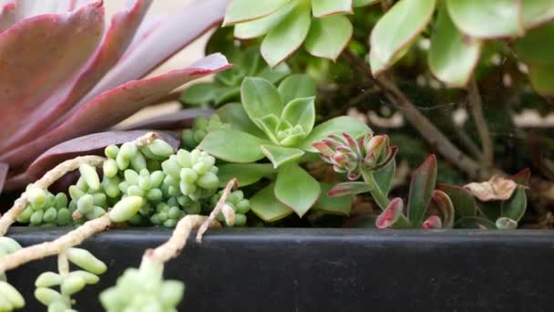 Sappige planten collectie, tuinieren in Californië, Verenigde Staten. Home garden design, diversiteit van verschillende botanische kippen en kuikens. Gesorteerde mix van decoratieve decoratieve echeveria kamerplanten, sierteelt — Stockvideo