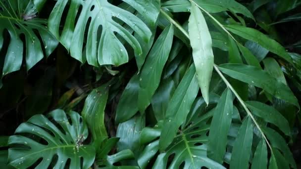 Экзотические монстры джунглей тропическая атмосфера тропических лесов. Свежие сочные листья листвы, густые амазонки заросшие глубоким лесом. Темно-зеленая пышная листва. Экосистема Эвергрин. Спокойная эстетика рая — стоковое видео
