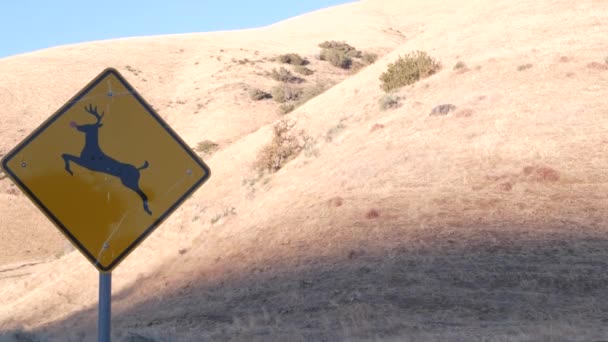 Herten steken geel verkeersbord over, Californië USA. Veiligheid van wilde dieren, verkeersveiligheid — Stockvideo