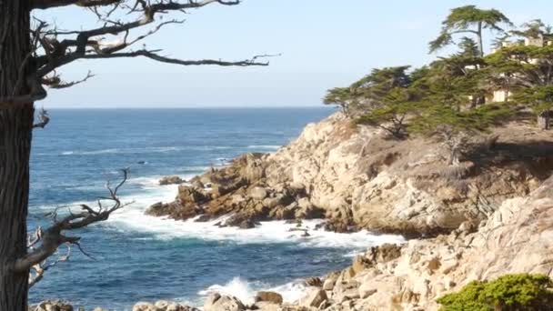 Bare död bladlös ensam cypress eller tall, 17-mils bilresa, Monterey Kalifornien — Stockvideo