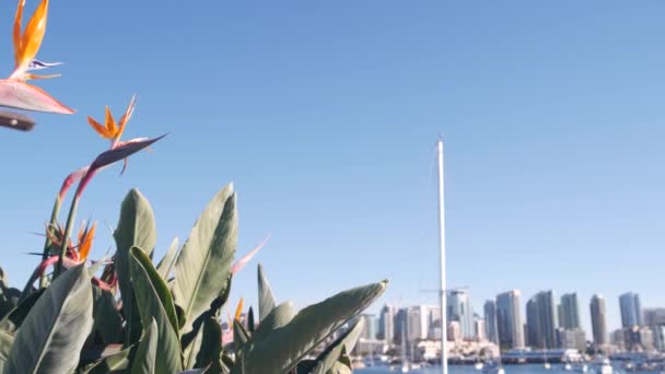 Jachtok a kikötőben, belvárosi városkép, San Diego városkép, Kalifornia, USA. — Stock videók