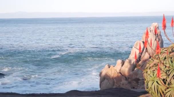 红色芦荟仙人掌开花，岩石海滩，加州蒙特雷。海洋波浪 — 图库视频影像