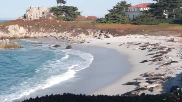 Vahşi benekli fok sürüsü, Pasifik limanı deniz aslanı dinleniyor, California plajı. — Stok video